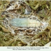 hesperia comma pupa2